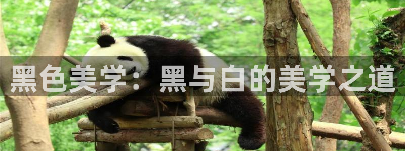 78动漫最新版本：黑色美学：黑与白的美学之道